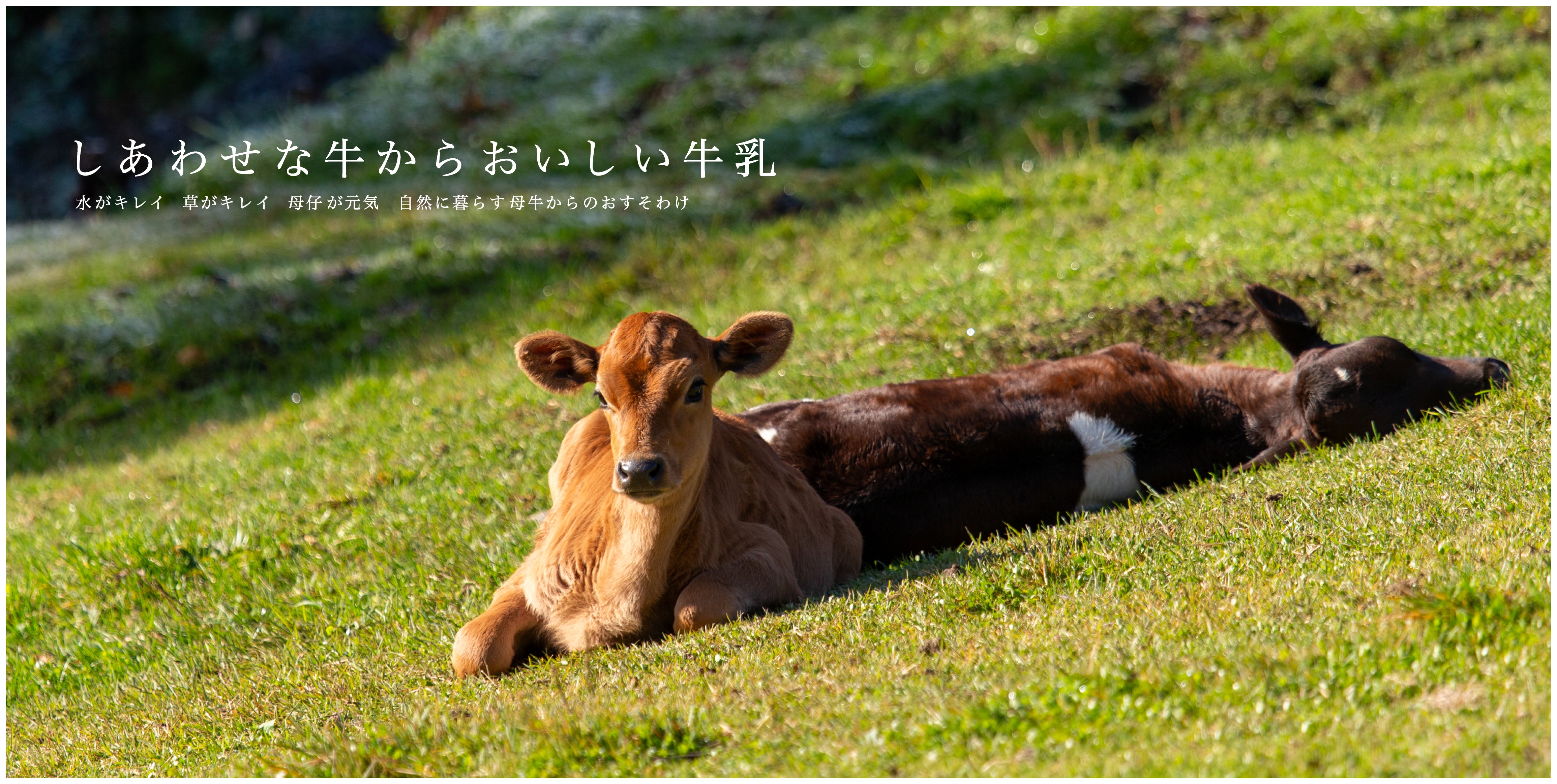 季節によって風味が変化する昔懐かしい自然のままの牛乳