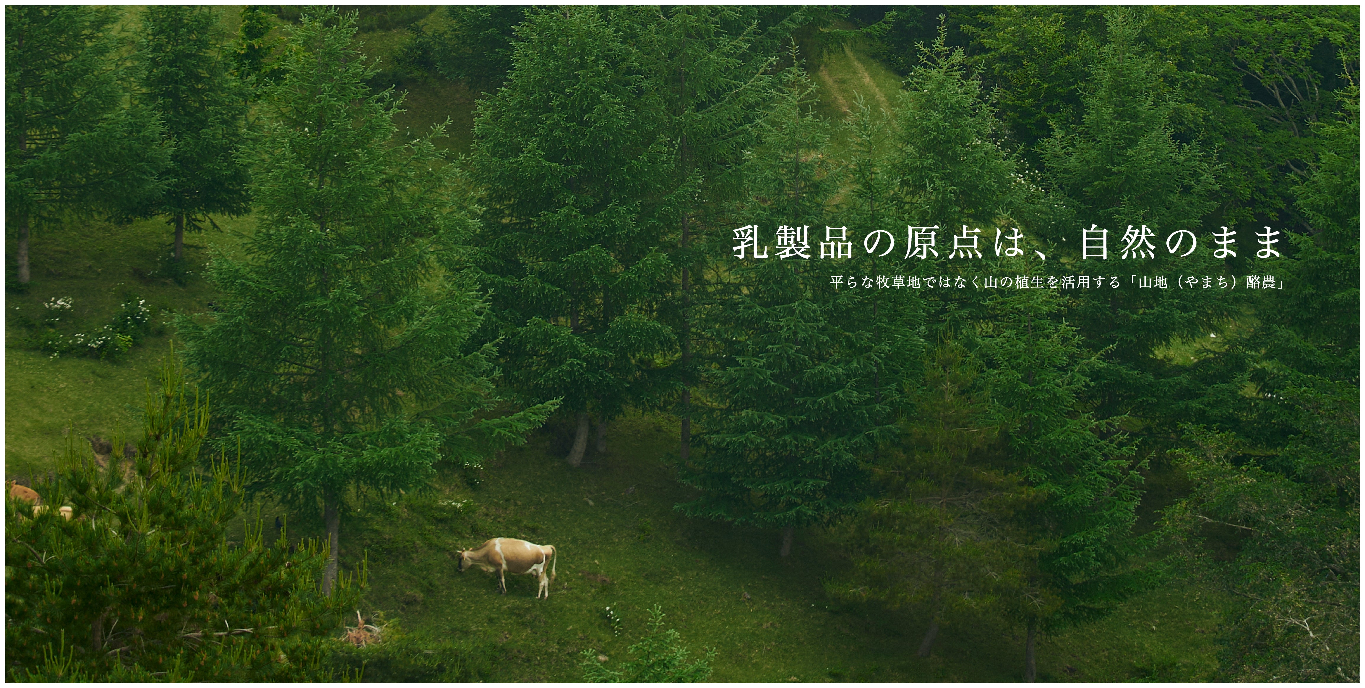 山地酪農について～About なかほら牧場