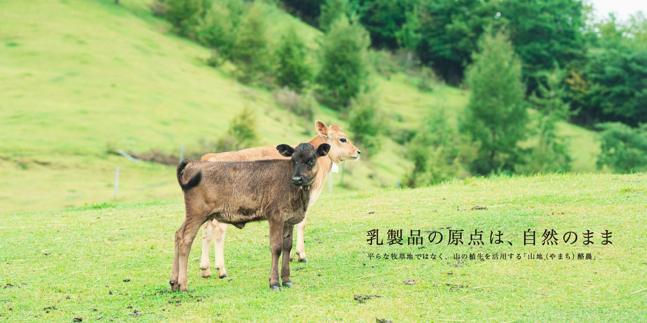 山地酪農について～About なかほら牧場